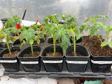 Phillips Nursery and Produce review photo