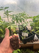 Phillips Nursery and Produce review photo
