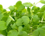 Kirbys Microgreens review photo