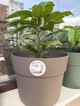 Цвета review photo