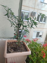 Светлозар Б. review photo