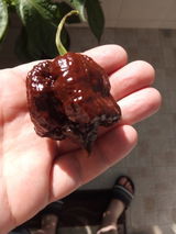 балконинг review photo