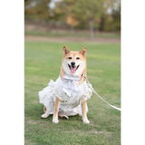 Shiba.airi review photo