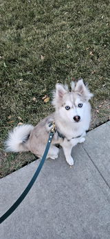 Reginald the Pomsky review photo