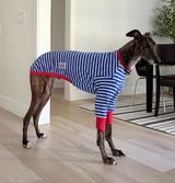 Porter_thegreyhound review photo
