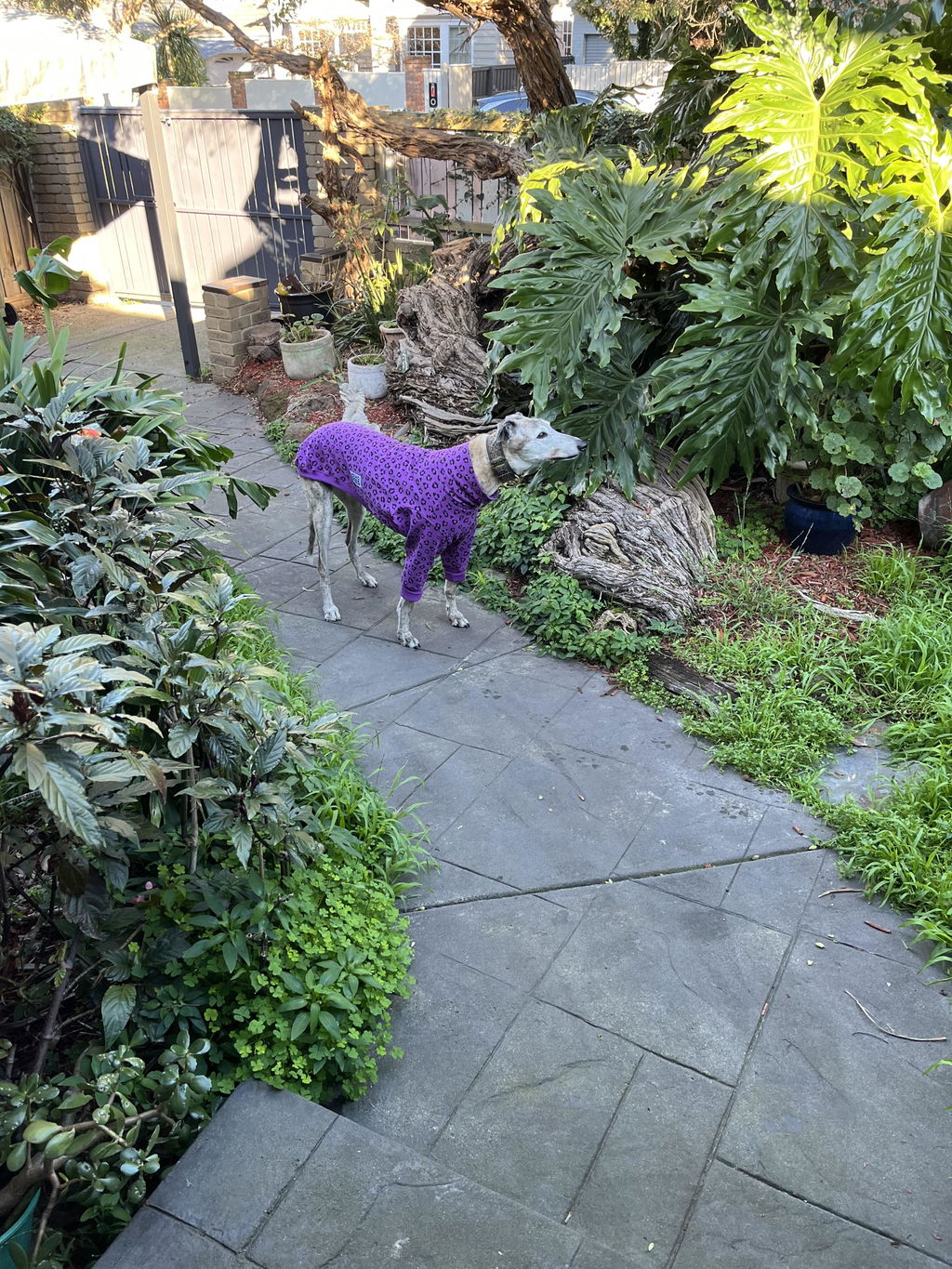 houndtees