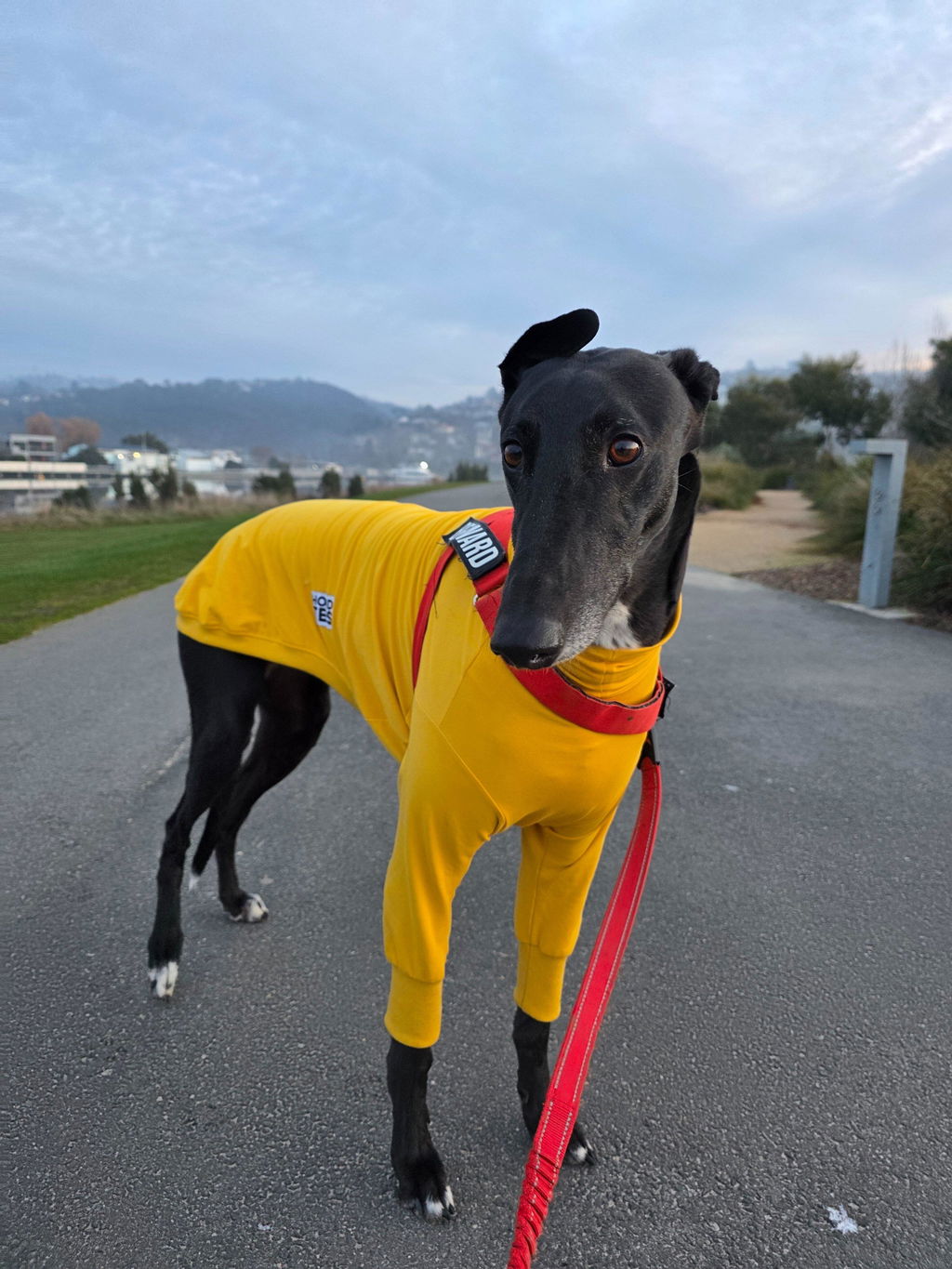 Lemon Drop Greyhound Long Sleeve Tweater