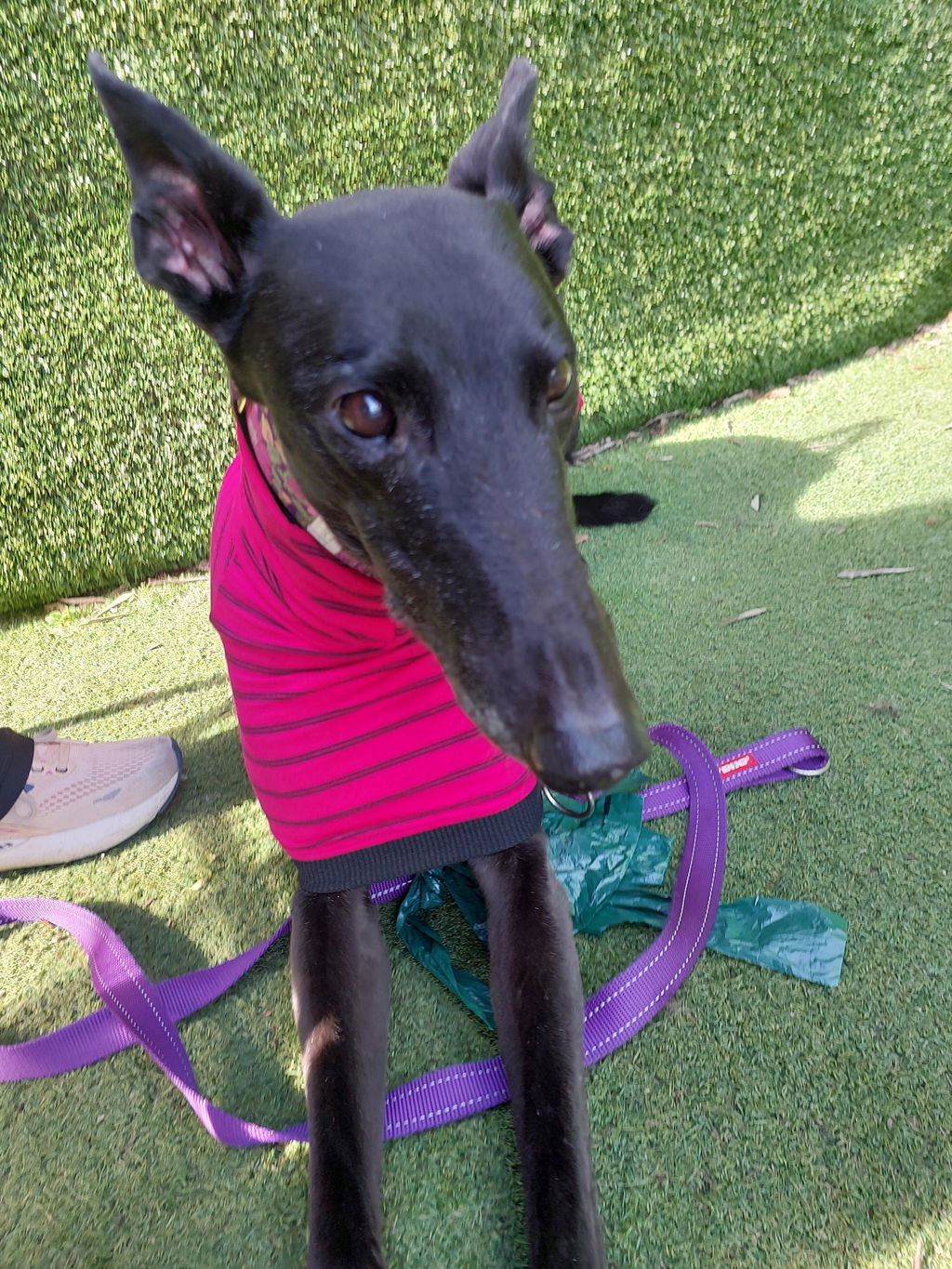 Caboose Greyhound Sleeveless Tweater