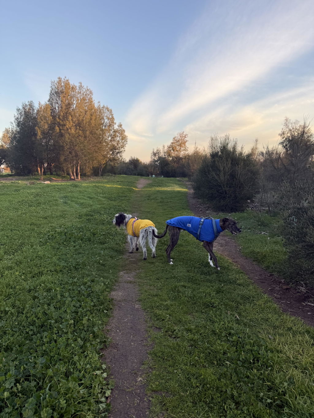 houndtees