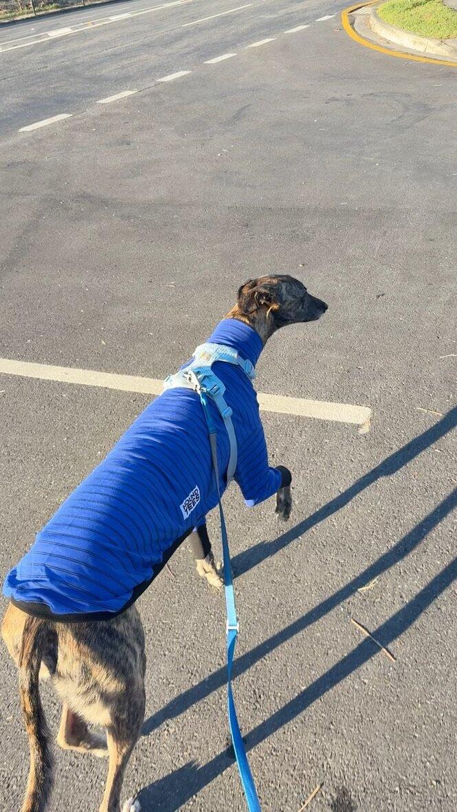 ChooChew Greyhound Long Sleeve Tweater