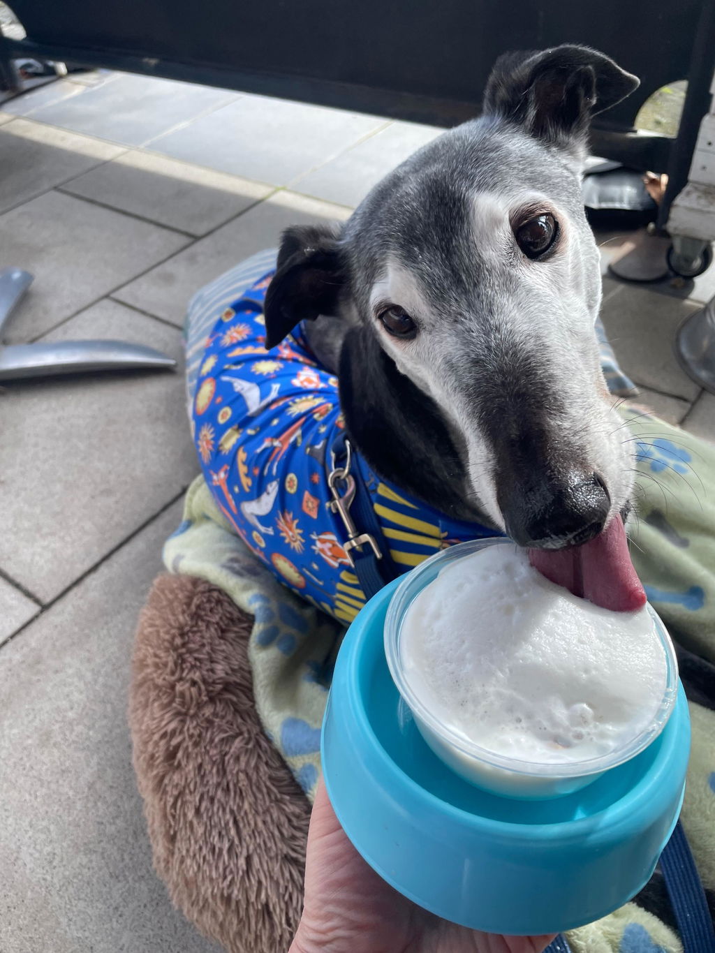 Galgos Del Sol Greyhound Sleeveless Tee