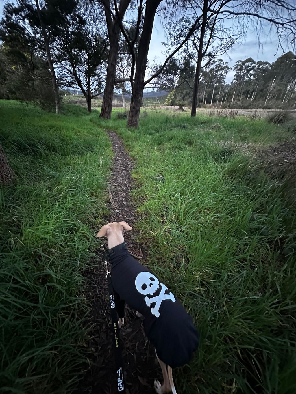 Skullywag Whippet Hound-Tee