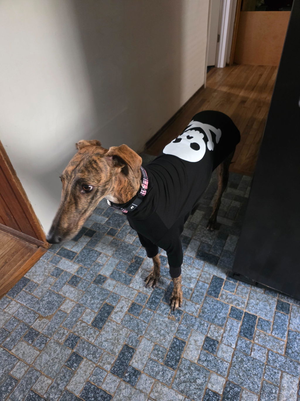 Skullywag Greyhound Tee