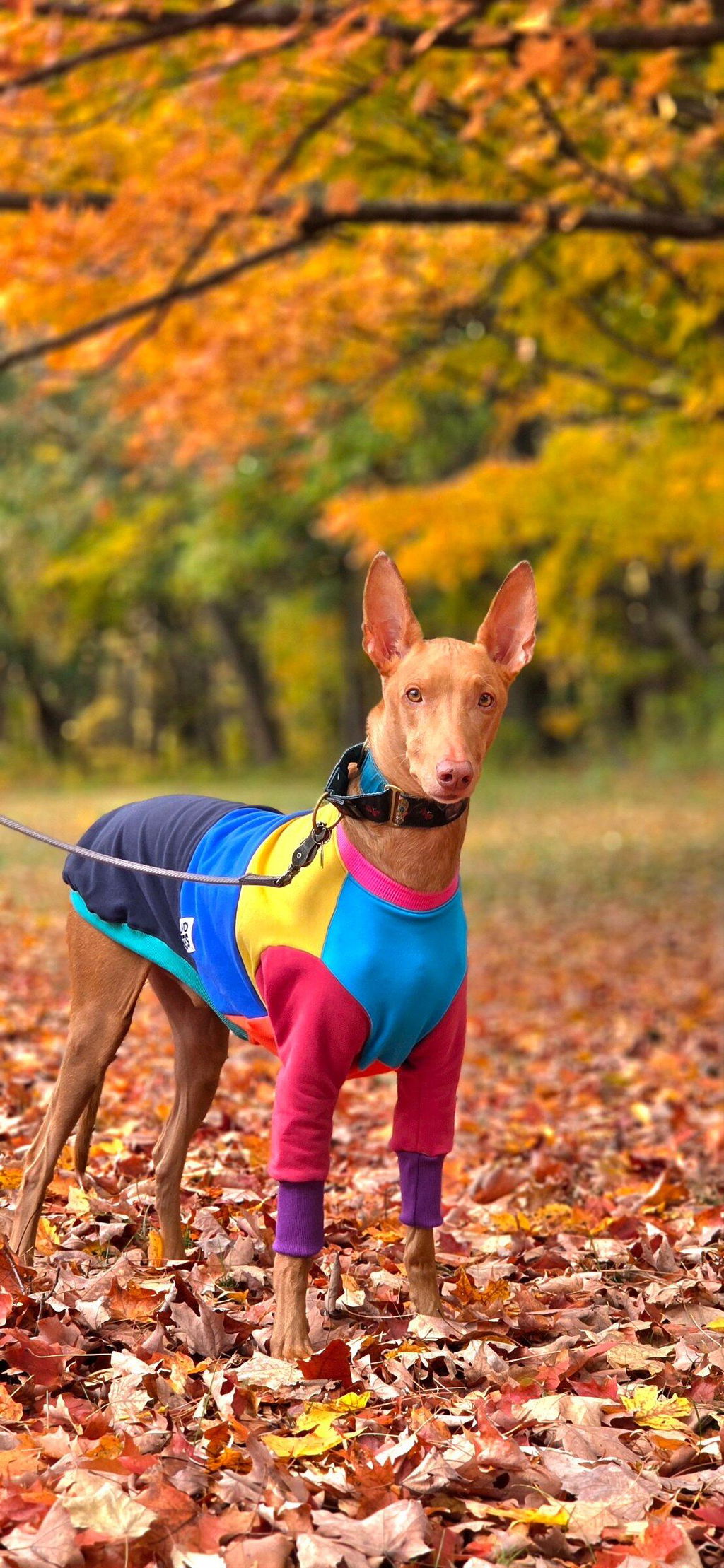 Frankie Jester Greyhound Sweater