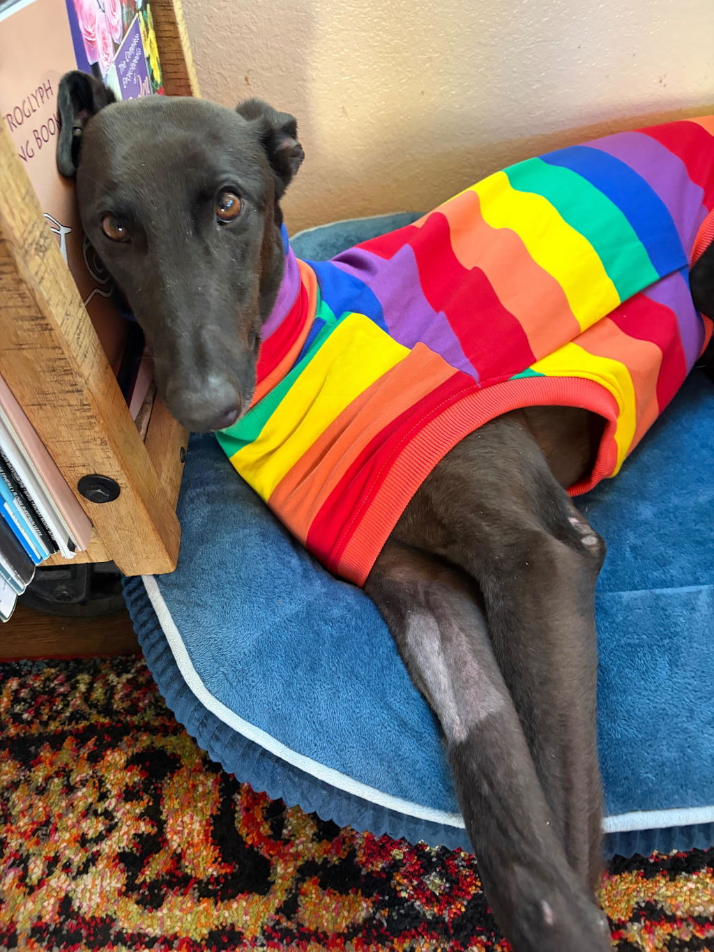 Jellybeans Greyhound Sleeveless Tweater