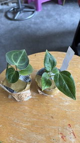 Ngwe N. review photo