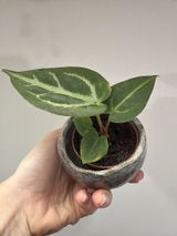 Giedre K. review photo