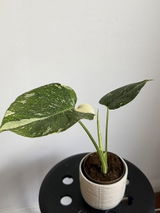 Zhak review photo