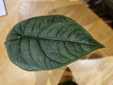 Ros F. review photo
