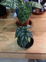 Dafydd R. review photo