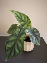 Ffion S. review photo