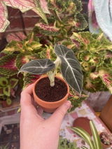 Lily review photo