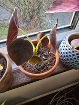 Elfie review photo