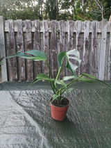 Charli T. review photo