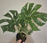 Roxy review photo