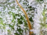 Greenbloodpopulation review photo
