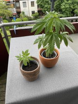 Anonym review photo