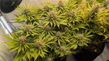 Cheech review photo