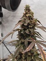 GiGrowGenetics review photo