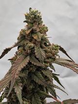 GiGrowGenetics review photo