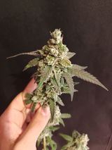 GiGrowGenetics review photo