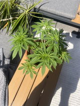 Anonym review photo