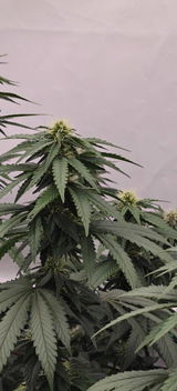 GiGrow Genetics review photo