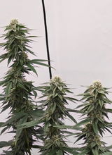 GiGrowGenetics review photo