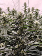 GiGrowGenetics review photo