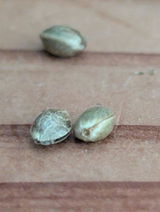PapaTerps review photo
