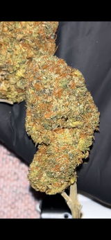 TerpSpecialist review photo