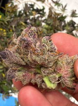 Seldog review photo