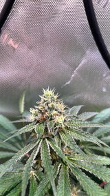Ynnk51 review photo