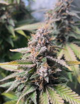 Marcgrows92 review photo