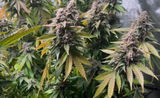Marcgrows92 review photo