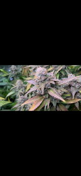 Marcgrows92 review photo