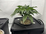 Hempel420 review photo