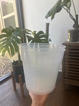 Jose review photo
