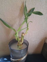 Diana review photo