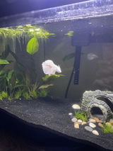 A.L. review photo